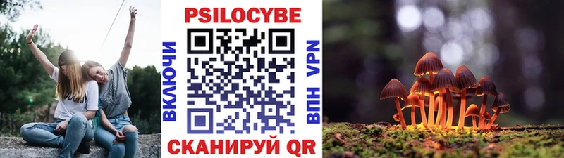 где купить наркоту  Чернушка  Галлюциногенные грибы Psilocybe 